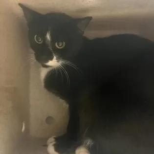 A young medium-sized female Black & White / Tuxedo Domestic Short Hair cat named Circe for adoption in Bellingham, WA