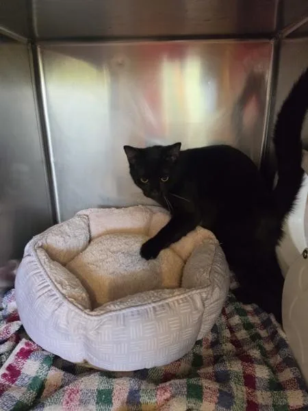 An adult medium-sized male Domestic Short Hair cat named Batman for adoption in Cleveland, TN