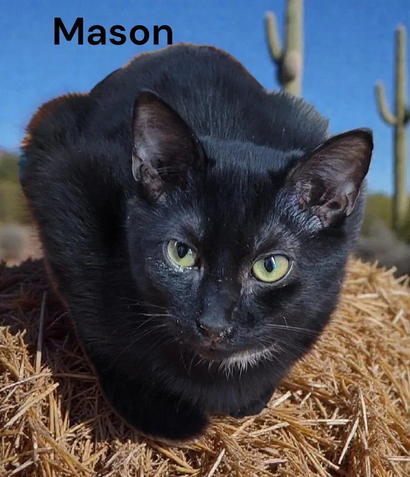Mason