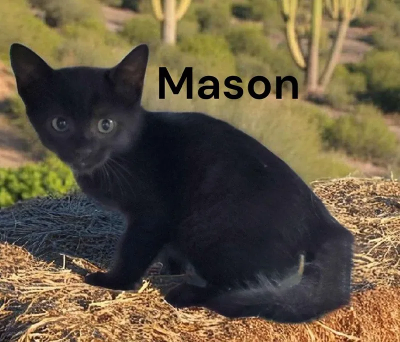 Mason thumbnail 2