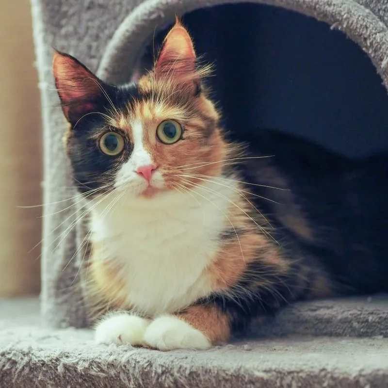 A young small-sized female Calico Domestic Long Hair cat named Rosie for adoption in Brockton, MA