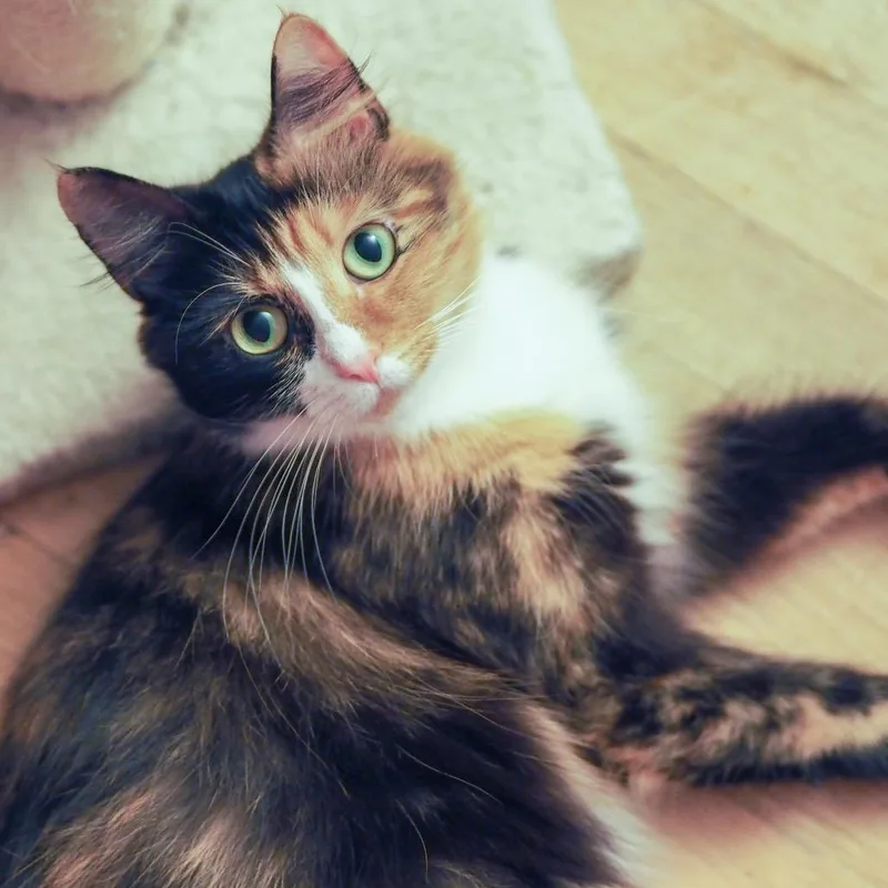 Rosie thumbnail 3