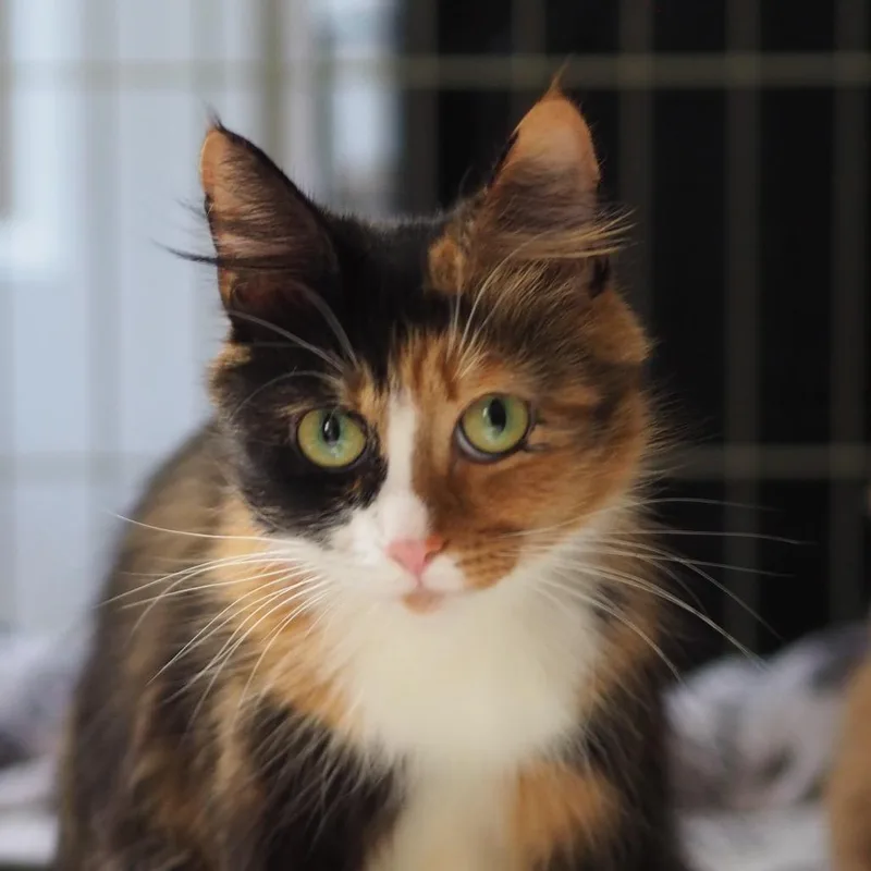 Rosie thumbnail 4