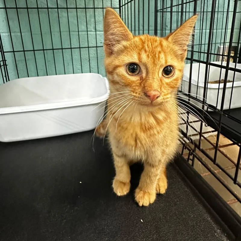A baby small-sized male Orange / Red Domestic Short Hair cat named Human Torch for adoption in Gadsden, AL