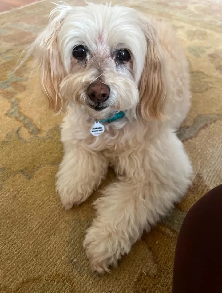 A senior small-sized female White / Cream Miniature Poodle dog named Gucci for adoption in Los Angeles, CA