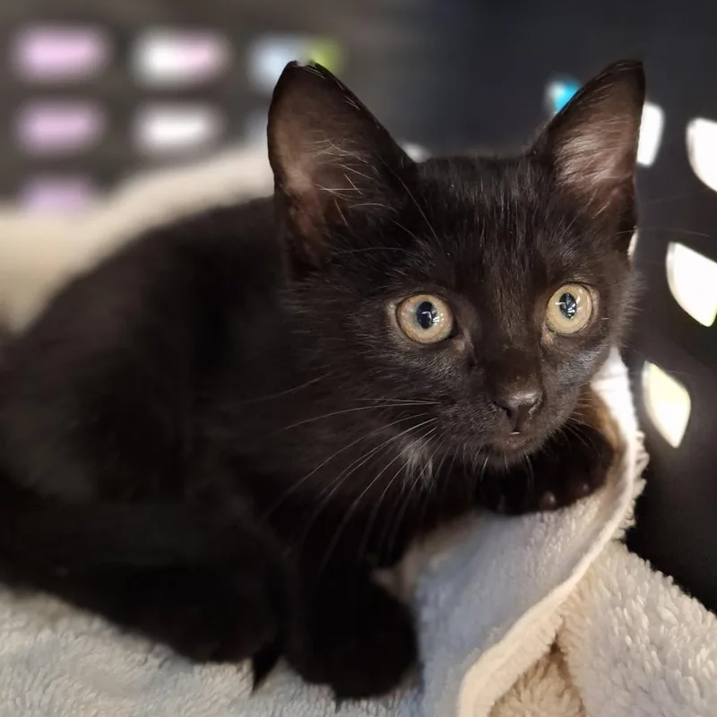 A baby small-sized female Black Domestic Short Hair cat named Lisa for adoption in Montgomery, AL