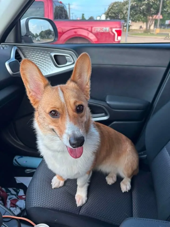 A young medium-sized female Pembroke Welsh Corgi dog named Bonnie Belle for adoption in Arlington, TX