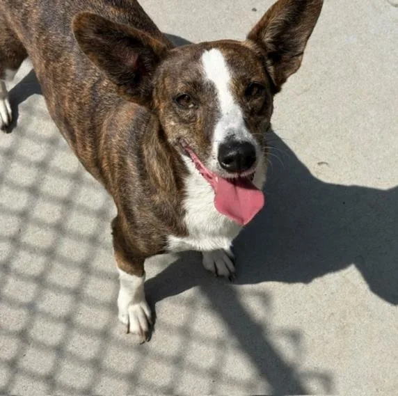 A young medium-sized female Cardigan Welsh Corgi dog named Corndog for adoption in Tulsa, OK