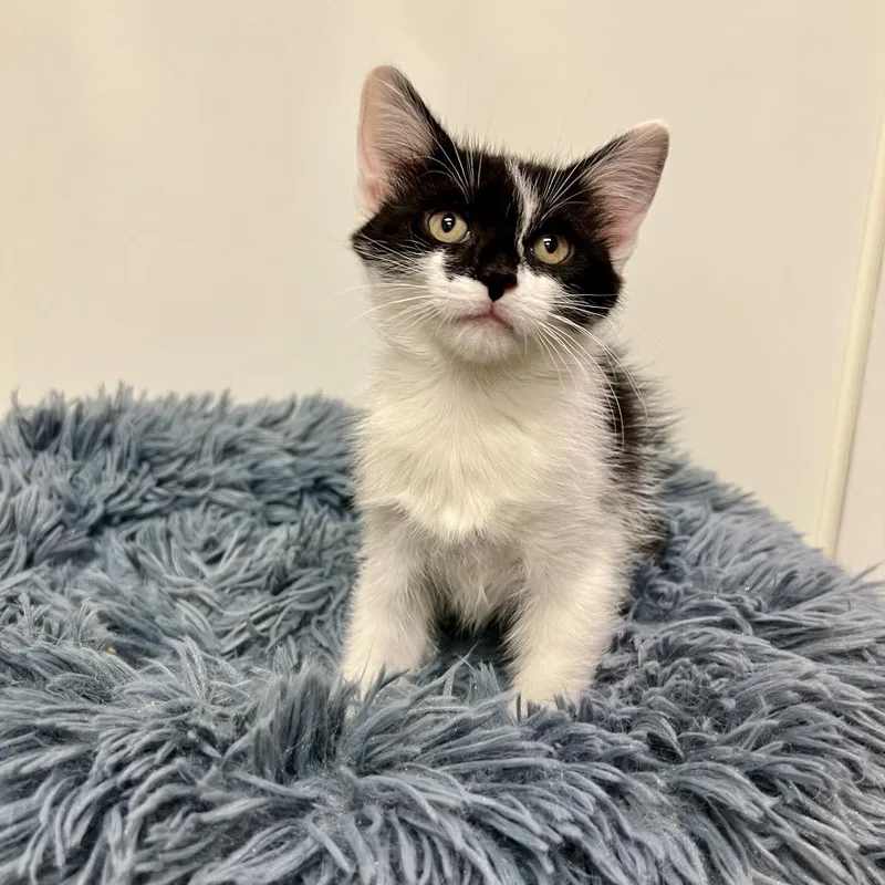 A baby small-sized female Black Domestic Medium Hair cat named Betty Boop for adoption in East Hampton, NY