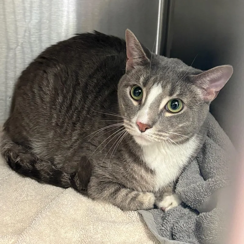 An adult medium-sized male Gray / Blue / Silver Domestic Short Hair cat named Winter for adoption in Oak Park, IL