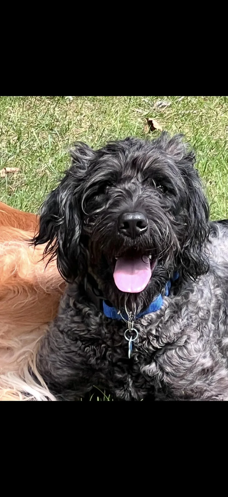 A young medium-sized male Black Standard Poodle dog named Bruno for adoption in Plainfield, IL