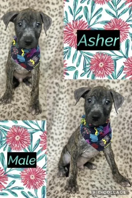 A baby medium-sized male Labrador Retriever dog named Asher for adoption in Manchester, CT