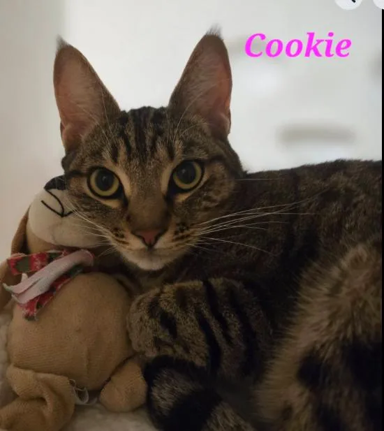 Cookie thumbnail 2