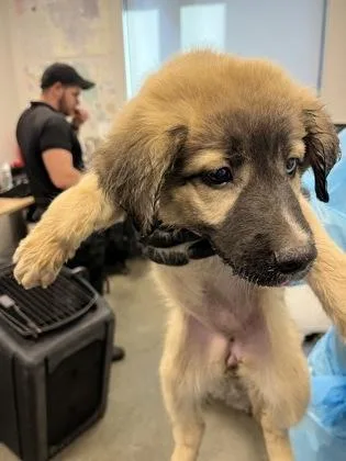 A baby small-sized female Husky dog named Beehive for adoption in Fresno, CA