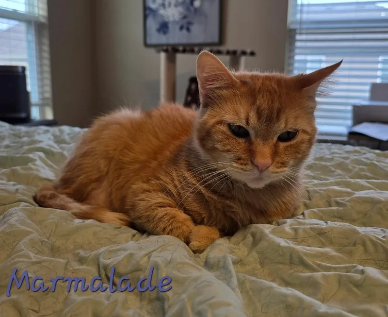 Marmalade thumbnail 2