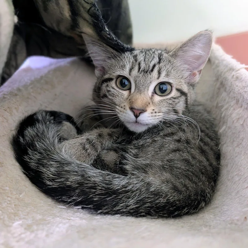 A baby medium-sized female Domestic Short Hair cat named Bydureon for adoption in Newburgh, IN