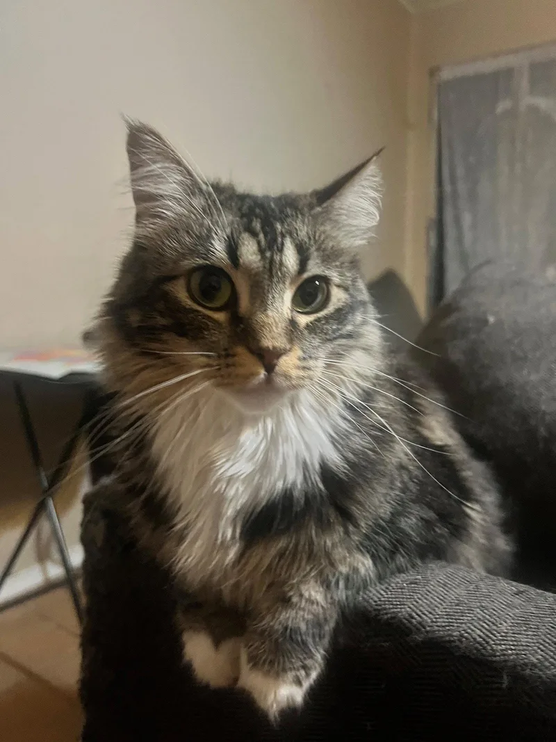An adult medium-sized female Maine Coon cat named Paco Bonded With Lili for adoption in Phoenix, AZ