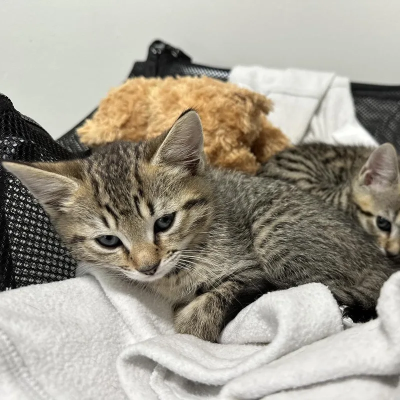 A baby small-sized male Gray / Blue / Silver Domestic Short Hair cat named Yoshino for adoption in Oakton, VA
