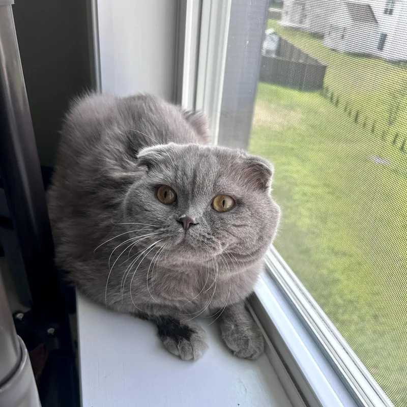 A senior large-sized male Gray / Blue / Silver Scottish Fold cat named Pablo for adoption in Lancaster, PA