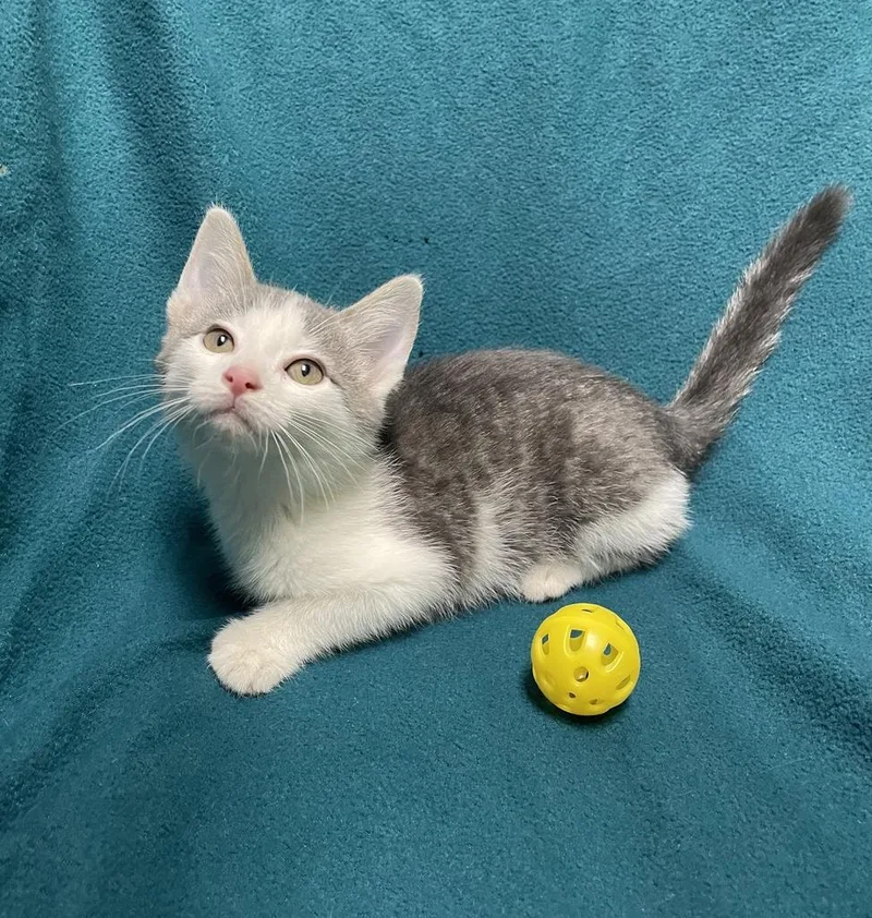 A baby medium-sized male Gray & White Domestic Short Hair cat named Carlos for adoption in Jackson, MI