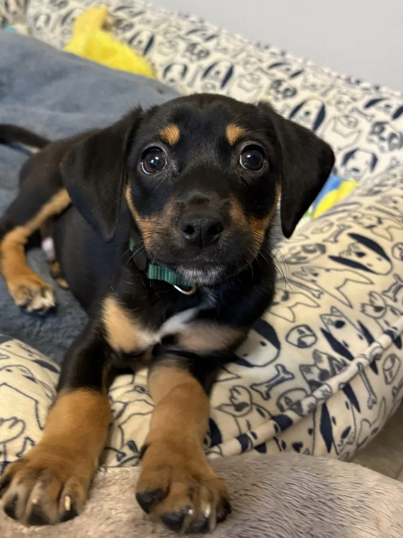 A baby medium-sized male Beagle dog named Belmont for adoption in Newport, KY
