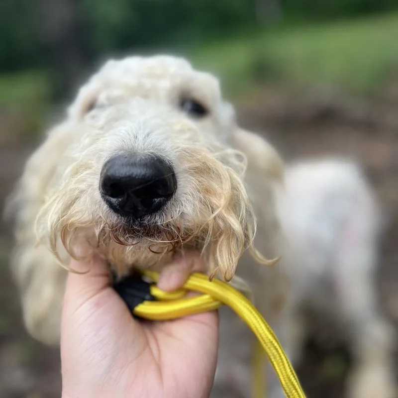 A young large-sized male White / Cream Poodle dog named Rusty for adoption in Princeton, KY