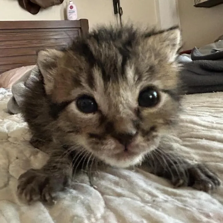 A baby small-sized female Torbie Domestic Short Hair cat named Yakitori for adoption in Leander, TX