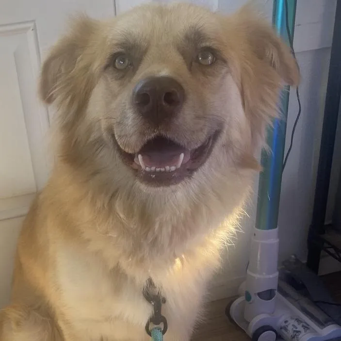 An adult medium-sized female Yellow / Tan / Blond / Fawn Mixed Breed dog named Hazel for adoption in Chapel Hill, NC