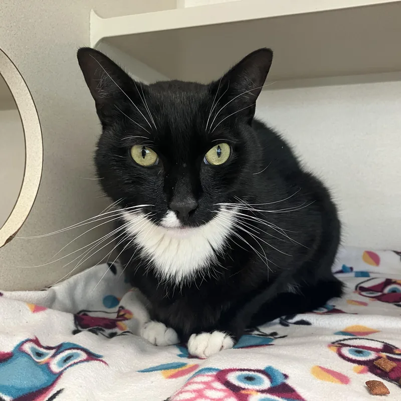 An adult medium-sized male Black & White / Tuxedo Domestic Short Hair cat named Clyde for adoption in Eatontown, NJ