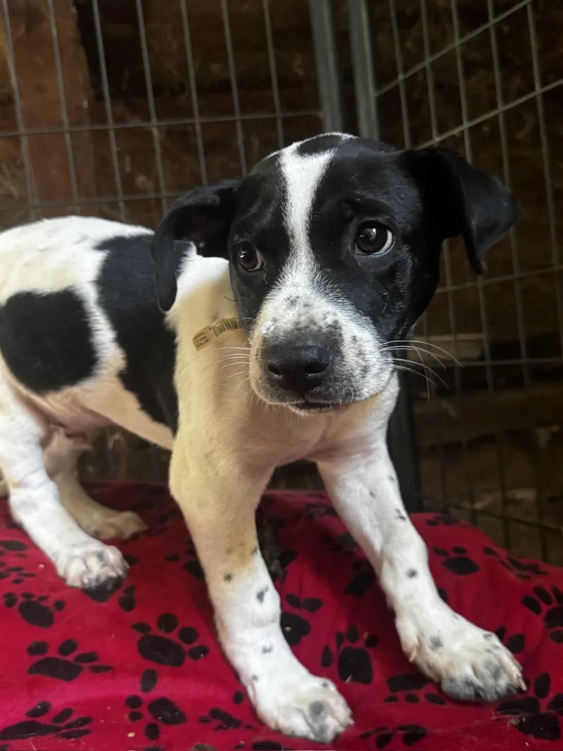 A baby medium-sized male Pointer dog named Dodger for adoption in Pelham, AL