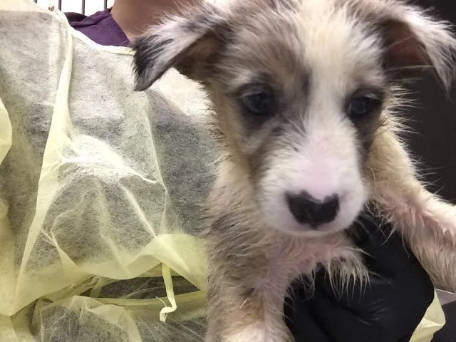 A baby small-sized female Australian Cattle Dog / Blue Heeler dog named Ada for adoption in Thousand Palms, CA