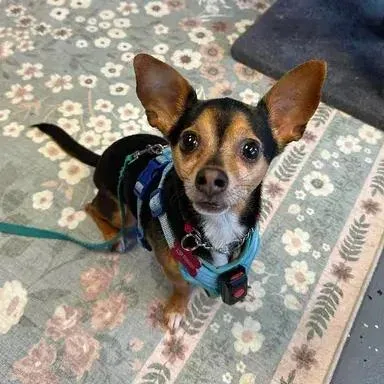 An adult small-sized male Tricolor (Brown, Black, & White) Chihuahua dog named Mikey for adoption in Woodbridge, VA