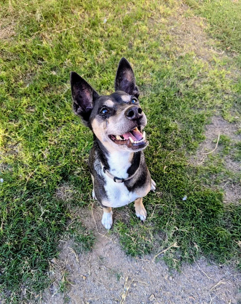 An adult small-sized female Chihuahua dog named Smalls for adoption in Chandler, AZ
