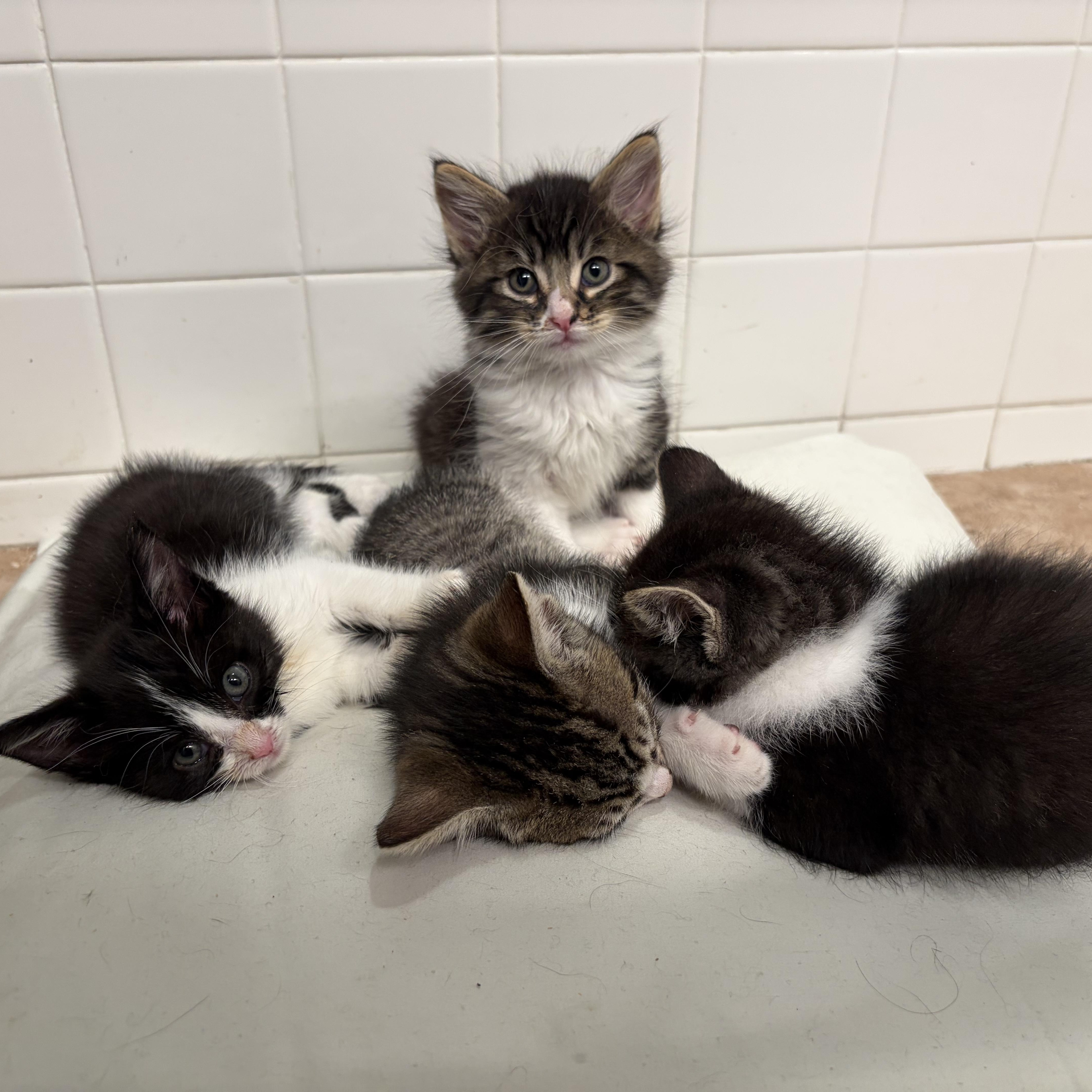 A baby medium-sized male Black & White / Tuxedo Domestic Short Hair cat named Checkie for adoption in Santa Ana, CA