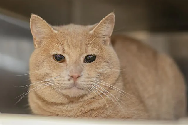 Barthalameow