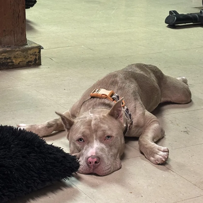 A young large-sized male White / Cream Pit Bull Terrier dog named Kilo for adoption in Medford, NJ