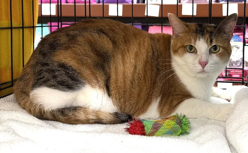 An adult medium-sized female Calico cat named Mia for adoption in Monrovia, CA
