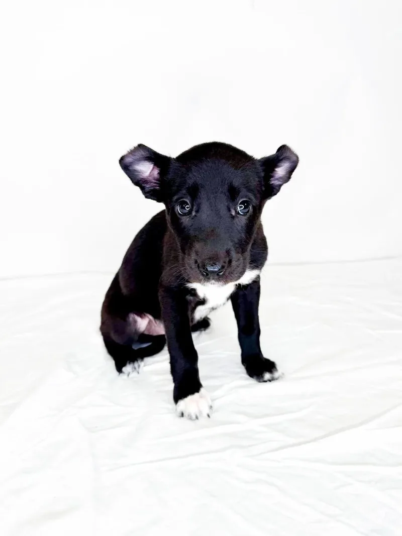 A baby medium-sized female Black Australian Cattle Dog / Blue Heeler dog named Jeanine for adoption in Bixby, OK