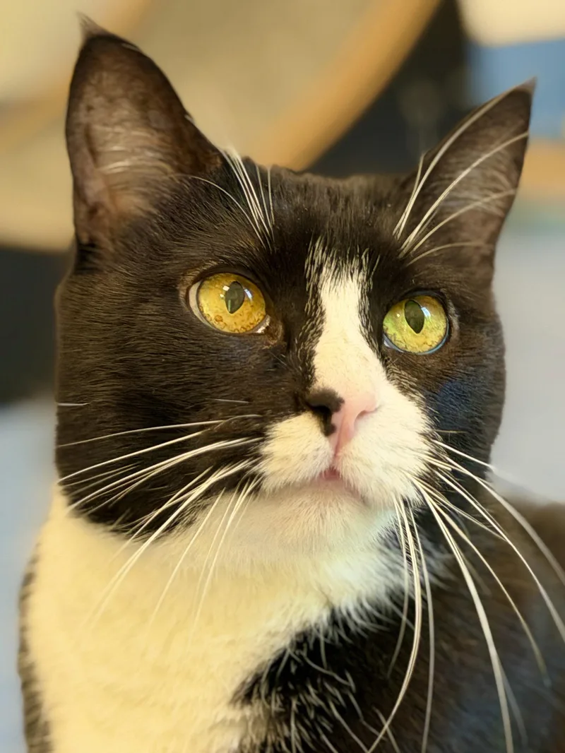 An adult medium-sized female Black & White / Tuxedo Domestic Short Hair cat named Trix for adoption in West Cornwall, CT