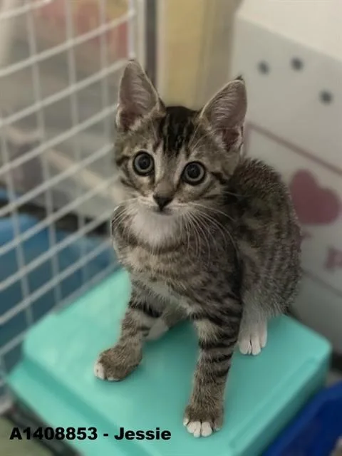 A baby small-sized female Domestic Short Hair cat named Jessie for adoption in San Jose, CA