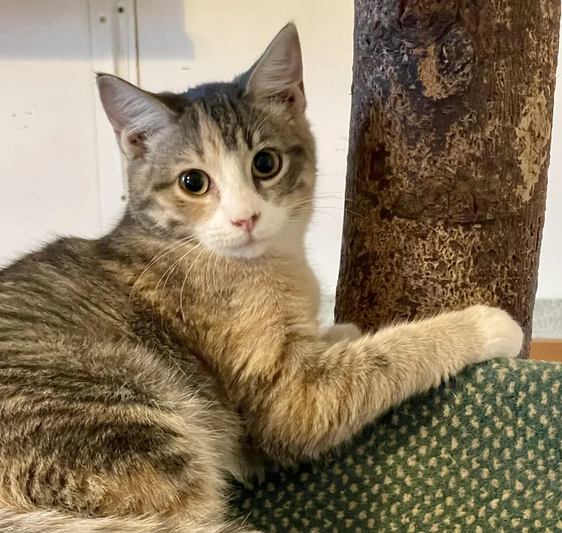 Genevieve thumbnail 2