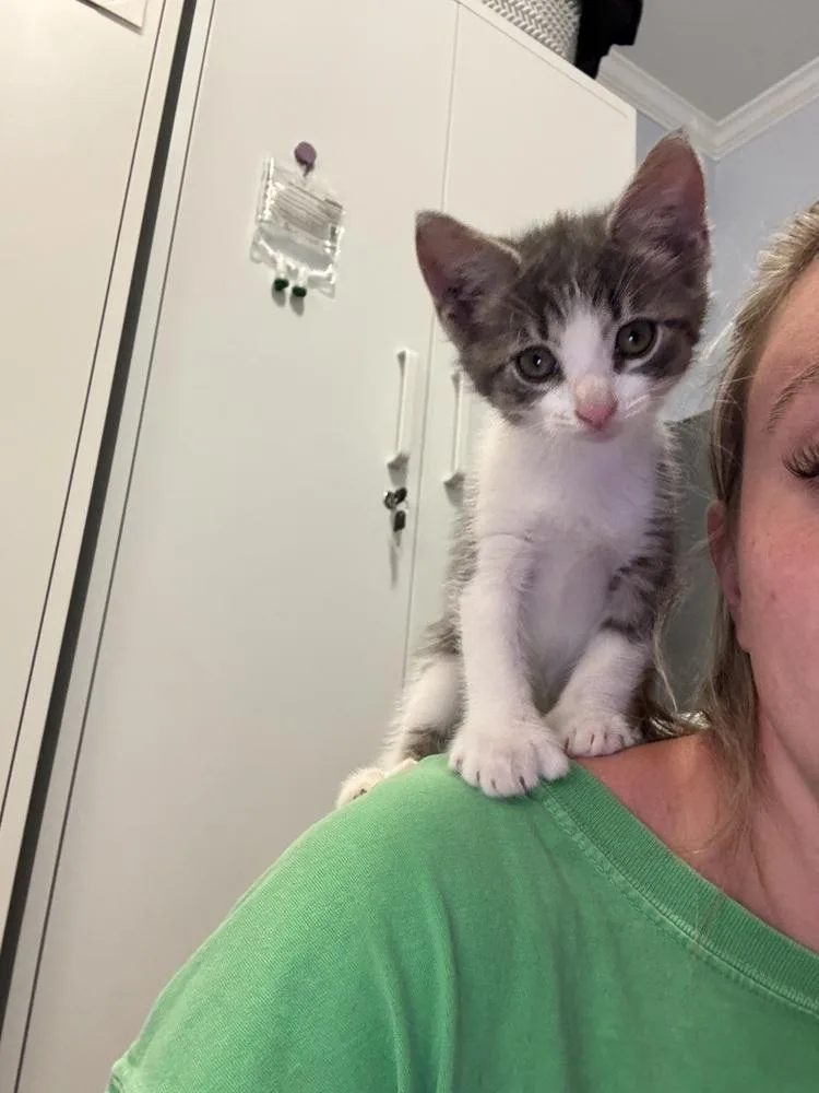 A baby small-sized male Domestic Short Hair cat named Smitty for adoption in Emerald Isle, NC
