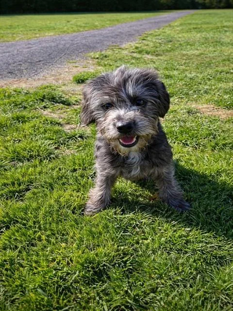 A young small-sized male Scottish Terrier dog named Clifford for adoption in Westminster, MD