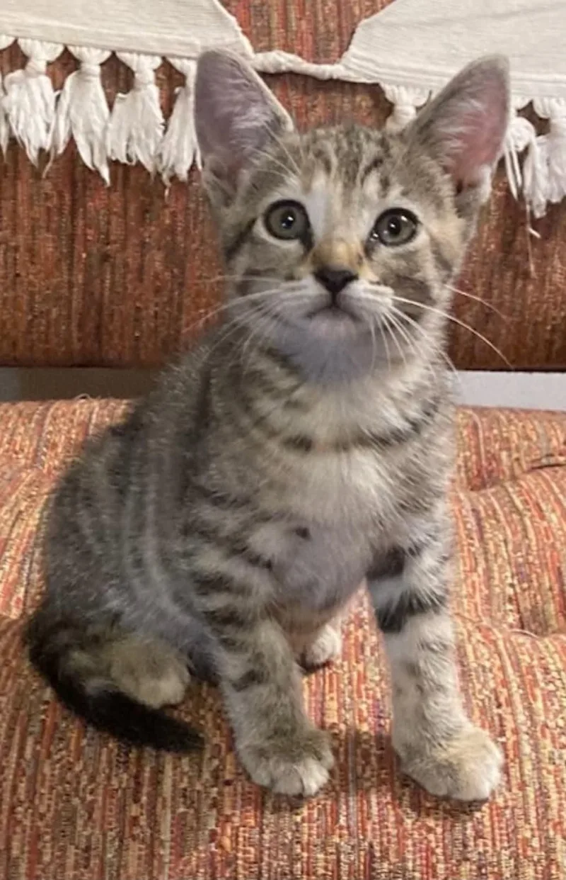 A baby small-sized female Tabby cat named Mimkyu C Bell for adoption in Saunderstown, RI
