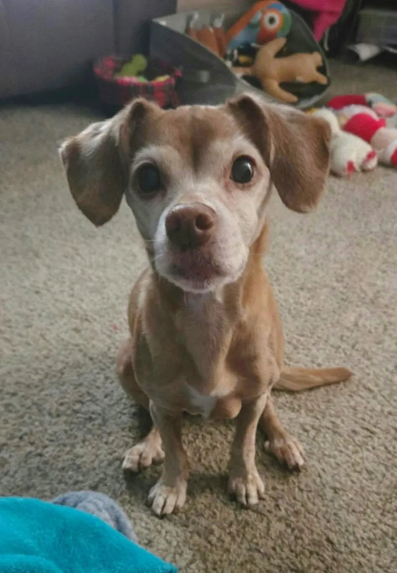 A senior small-sized female Chihuahua dog named Lily Gayle for adoption in Fort Thomas, KY