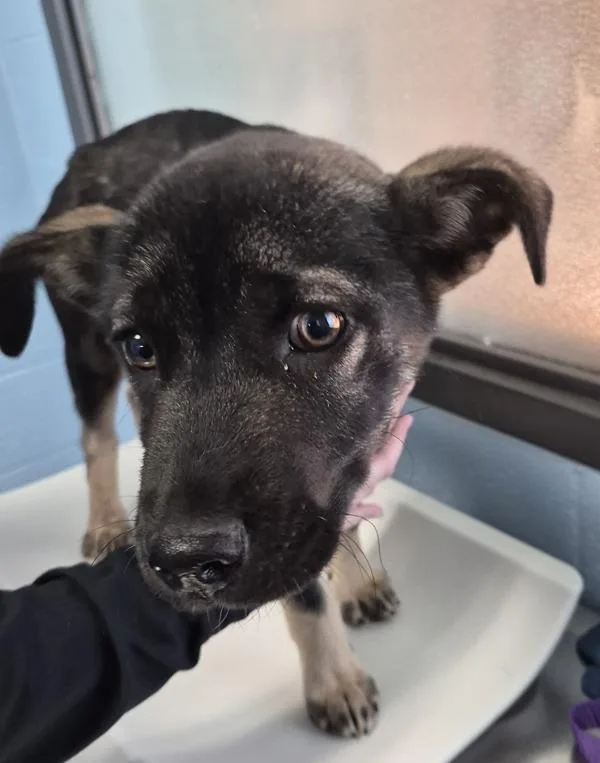 A baby small-sized female Shepherd dog named Pen  Kira for adoption in Lawrenceville, GA