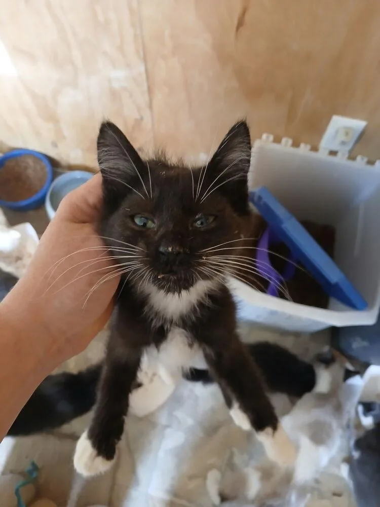 A baby small-sized male Black & White / Tuxedo Domestic Short Hair cat named Tuxi Babe for adoption in Thatcher, AZ