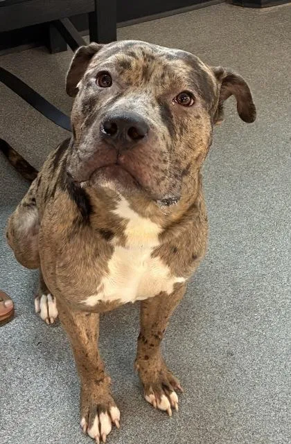 An adult large-sized male Mixed Breed dog named Mudd for adoption in West Chester, PA