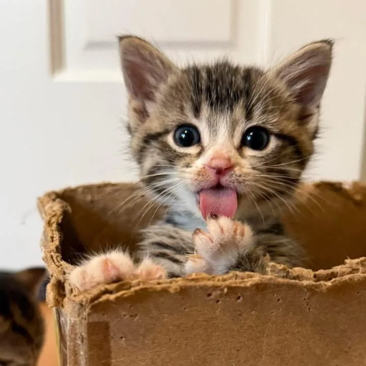 A baby small-sized female Brown / Chocolate Domestic Short Hair cat named Chalula for adoption in Bel Air, MD