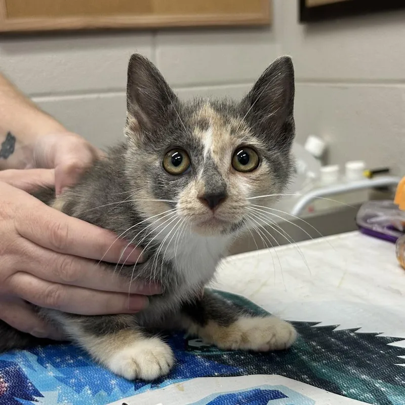 A baby small-sized female Calico Domestic Short Hair cat named Astra for adoption in Huntsville, AL